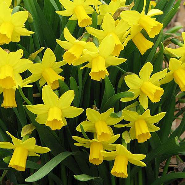 Daffodil Twinkle Yellow Bulb